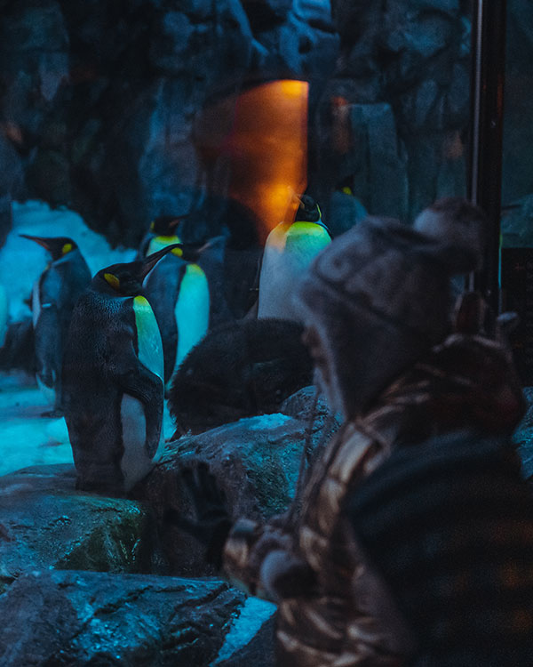 ELS odense zoo - pingviner